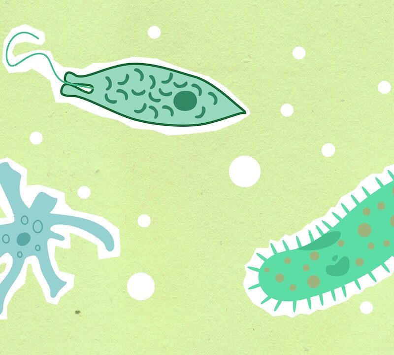 Sfondo verde con bolle bianche. In primo piano ci sono tre cellule disegnate in stile fumetto. La cellula a sinistra è azzurra e ha i tentacoli, la cellula a destra è verde con pois arancioni e a forma di cetriolo, la cellula in alto è verde con trattini verde scuro e ha la forma di un amo da pesca.