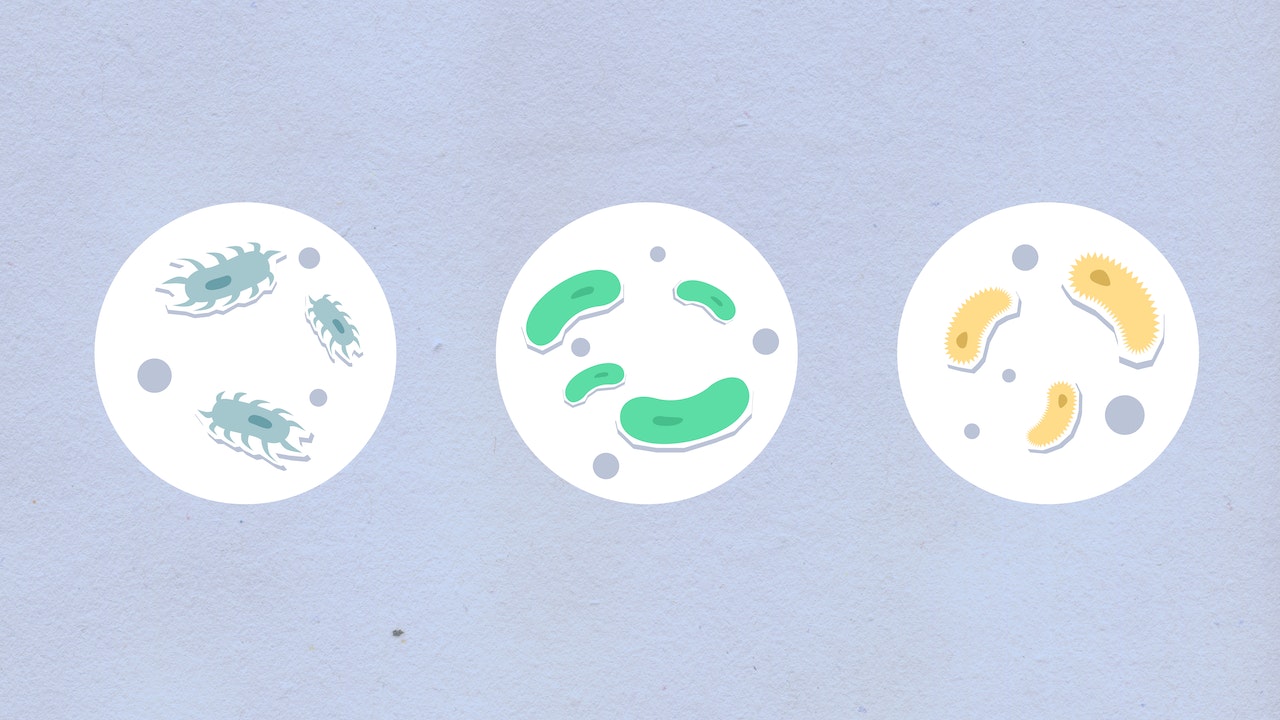 Sfondo grigio metallo. In primo piano ci sono tre cellule disegnate in stile fumetto e rappresentate da circonferenze bianche. La cellula a sinistra contiene dei plancton di colore verde sbiadito circondati da palline dello stesso colore dello sfondo. La cellula a destra contiene degli ovali con contorno a zig zag e riempimento giallo con una pallina marrone sulla testa. La cellula al centro contiene quattro fagioli colore verde acceso di dimensioni diverse. All'interno delle circonferenze stanno avvenendo alcuni processi del metabolismo cellulare.