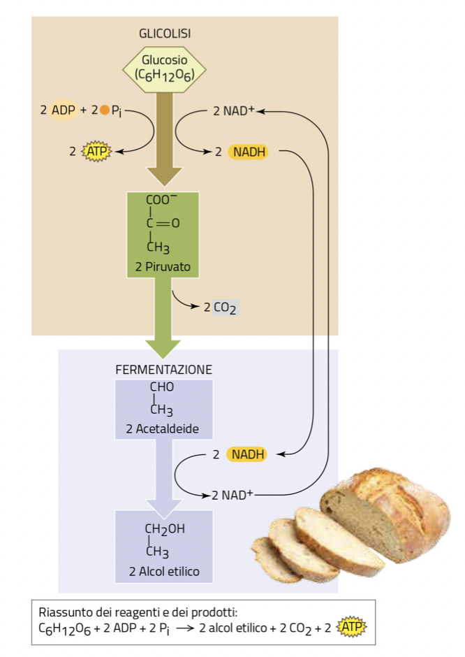 La fermentazione alcolica. Nella parte alta c'è un rettangolo beige. All'interno sono rappresentate le fasi della glicolisi. All'interno di tale rettangolo c'è un rettangolo verde più piccolo che riporta i prodotti e gli scarti della glicolisi. Nella parte inferiore c'è un rettangolo lilla con all'interno altri due rettangoli rappresentanti le fasi della fermentazione e la produzione di NAD+. In basso a destra c'è una pagnotta tagliata a metà con di fronte tre fette di pane.
