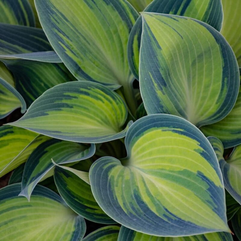 La fotosintesi clorofilliana ha questo nome per il pigmento verde della clorofilla. In foto ci sono le foglie di una pianta. Il loro colore è più chiaro al centro ed è più scuro lungo il perimetro della foglia.