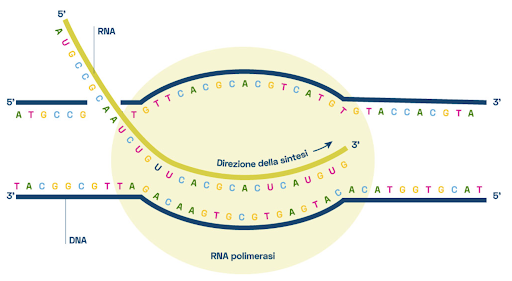 Nel RNA si trova l'uracile al posto della timina, perciò il filamento di mRNA ottenuto è identico al filamento non trascritto, ma con U al posto di T.
RNA polimerasi catalizza l’aggiunta di ribonucleotidi in direzione da 5’ a 3’.