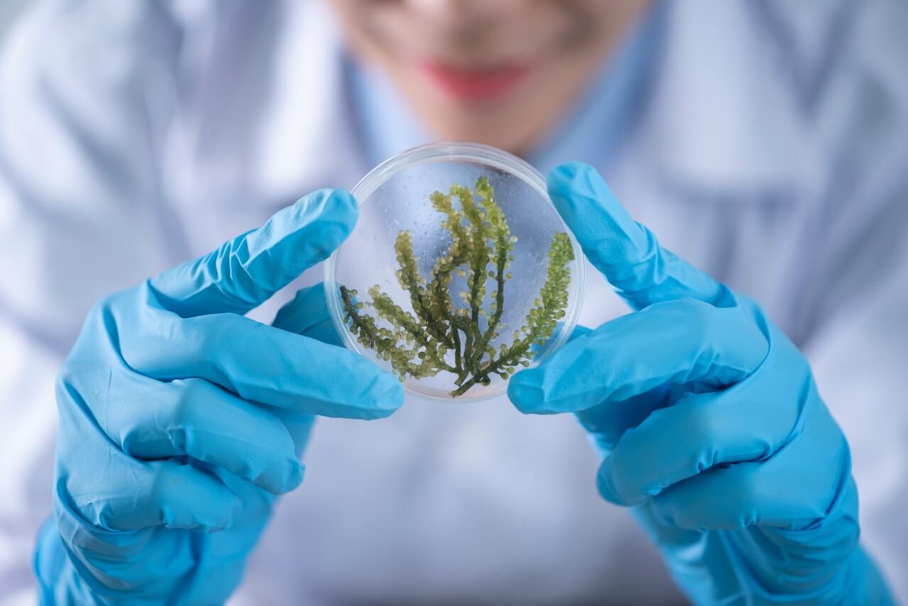 Biologo con guanti blu mentre tiene in mano una piastra di Pietri con dentro degli organismi vegetali da analizzare.