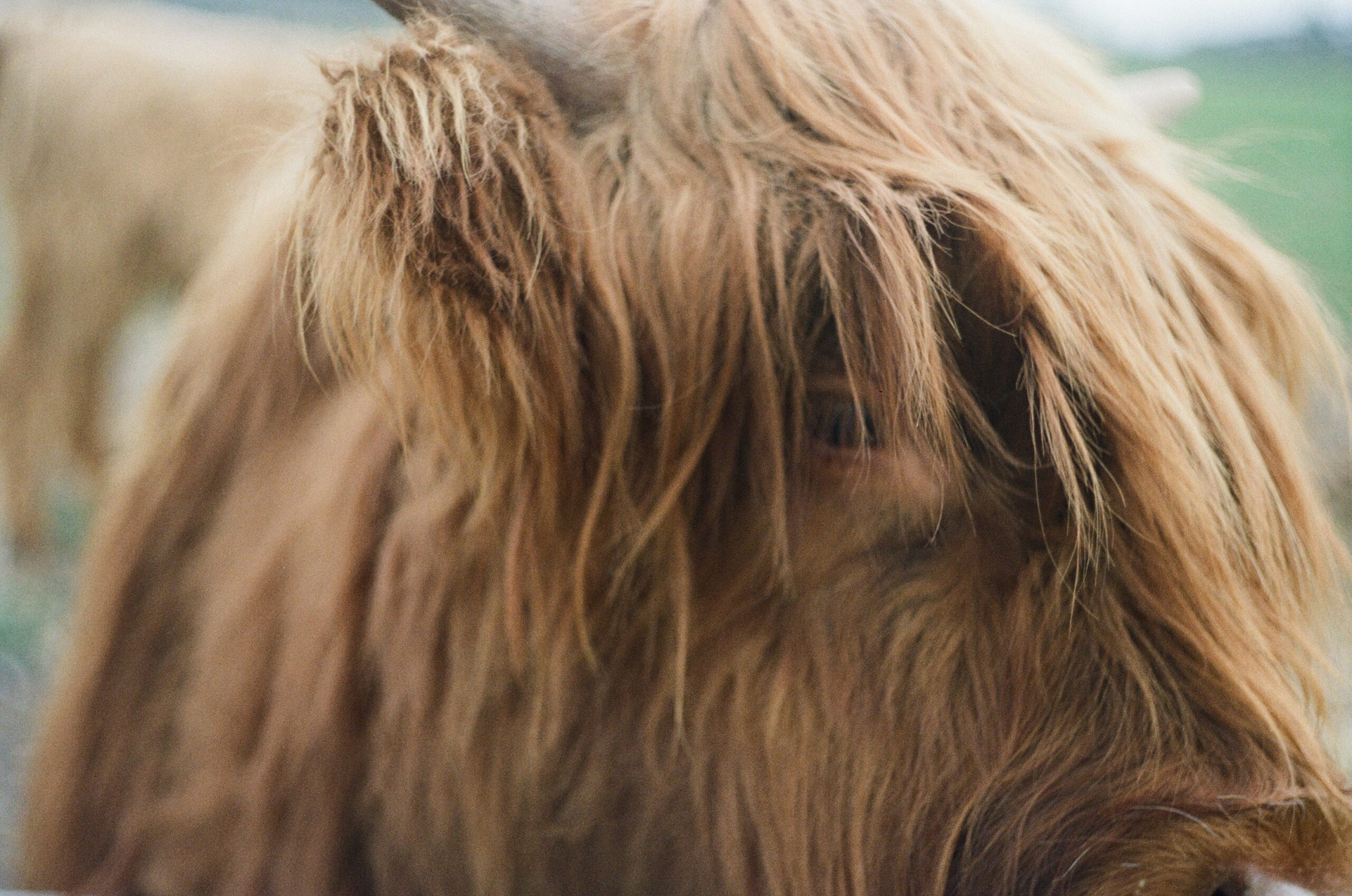 quanto guadagna un veterinario 3