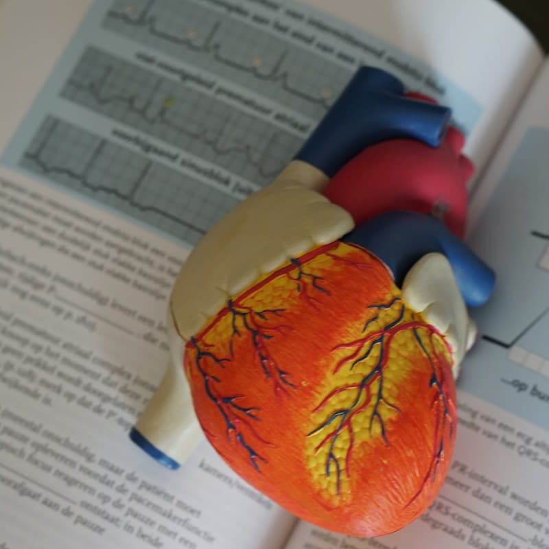 Modello anatomico del cuore su una pagina aperta di un libro.