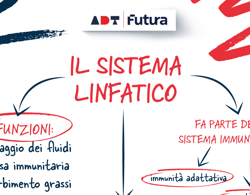 Mappa concettuale di biologia sul sistema linfatico. Il sistema linfatico non solo ci protegge da agenti esterni indesiderati, ma è fondamentale anche per il trasporto dei nutrienti. Senza di esso, il corpo umano sarebbe come una città senza un sistema di smaltimento dei rifiuti. La mappa concettuale da scaricare è l'alleata degli studenti per capire meglio il corpo umano e affrontare con sicurezza esami e verifiche.