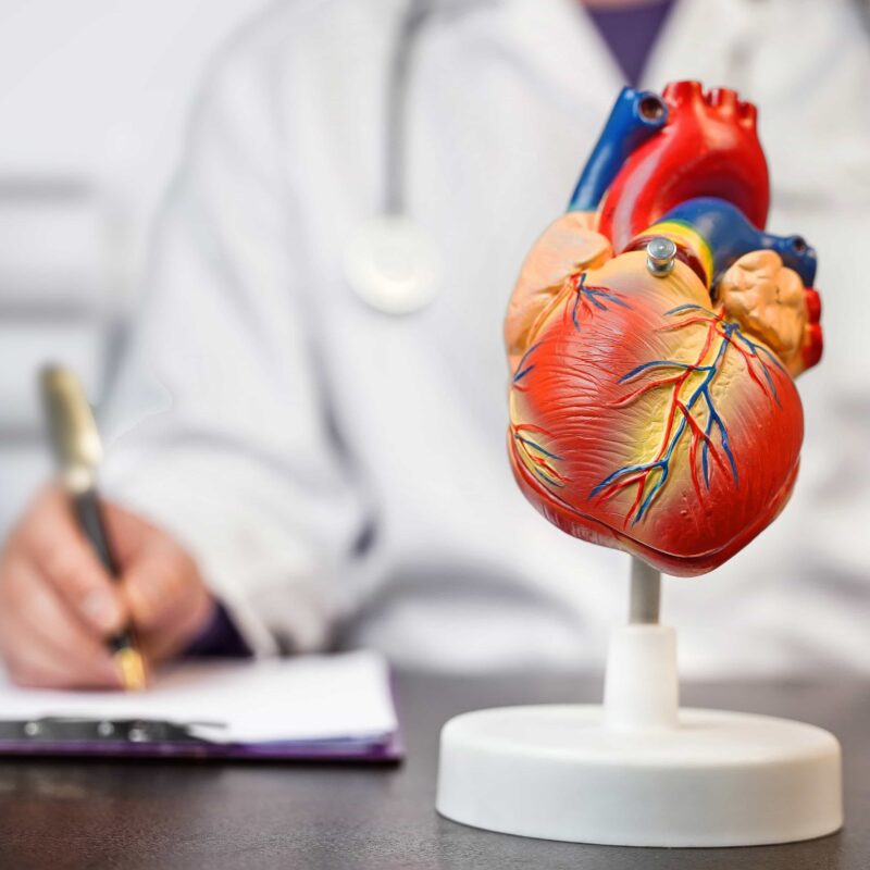 Medico specializzato in Cardiologia che prende appunti mentre guarda un modellino del cuore.