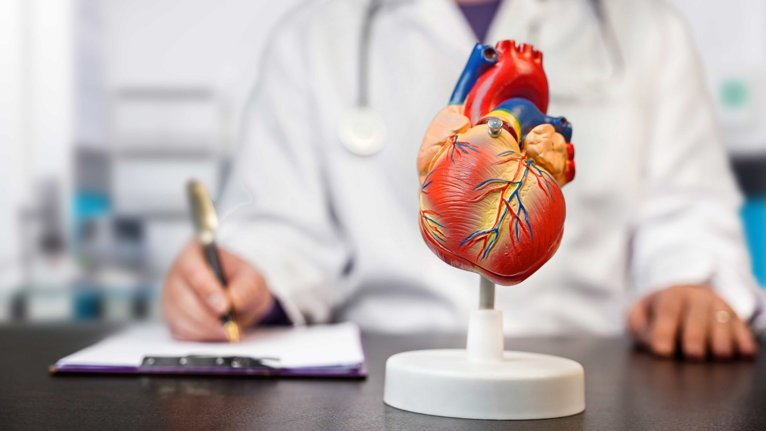 Medico specializzato in Cardiologia che prende appunti mentre guarda un modellino del cuore.