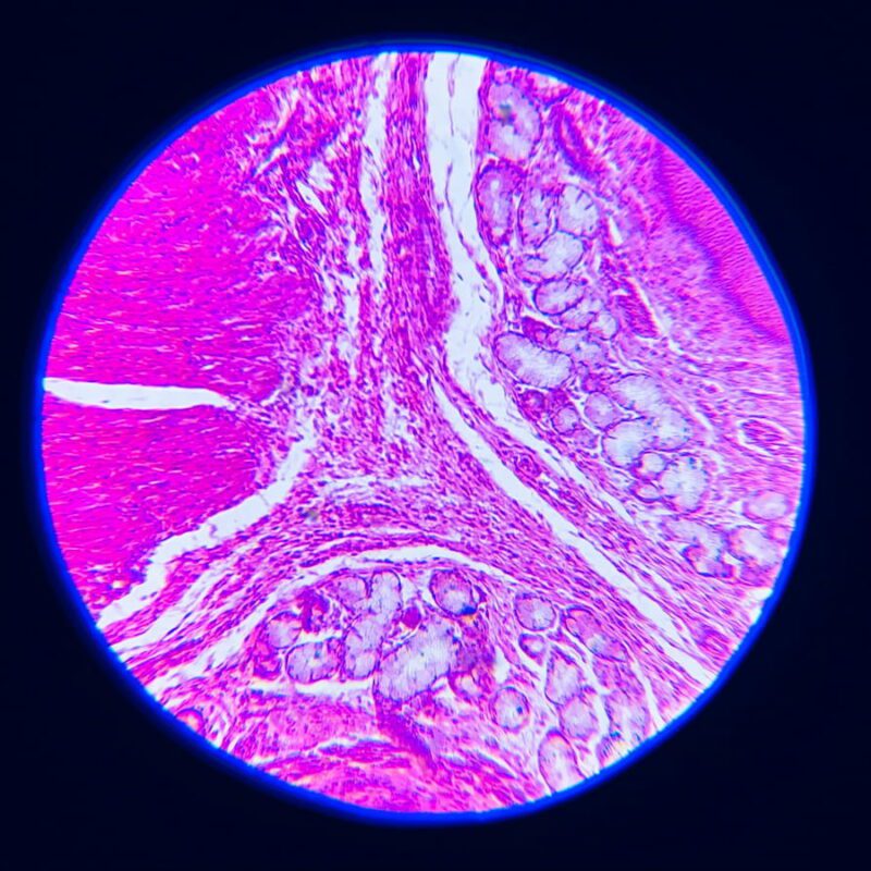 Molecola di ATP analizzata al microscopio.