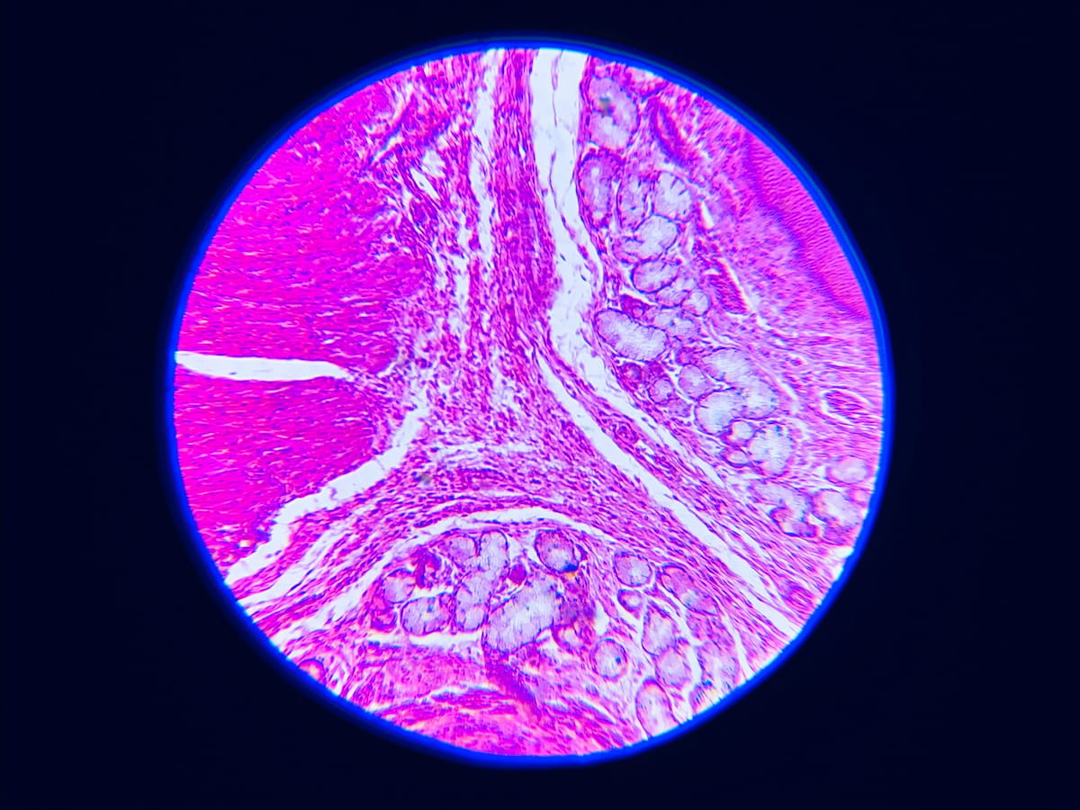 Molecola di ATP analizzata al microscopio.