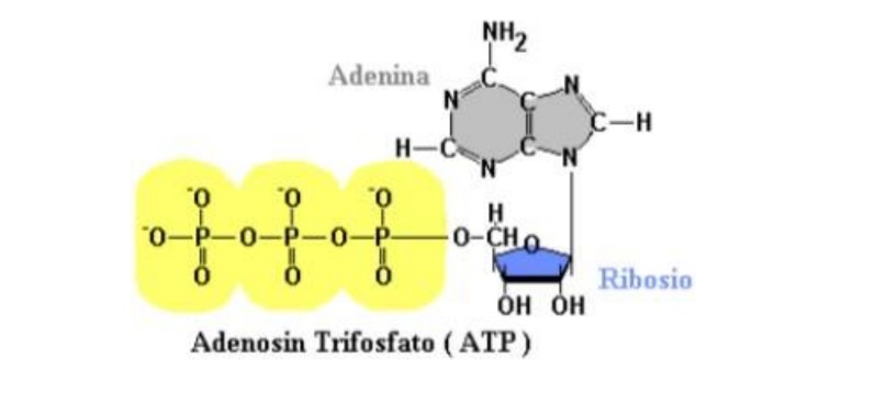 Formula della molecola di ATP.