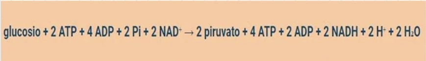Equazione della glicolisi: reagenti e prodotti
