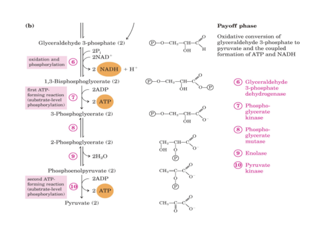 Fase di rendimento della Glicolisi