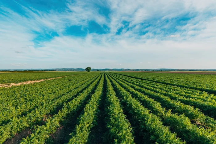 campo di grano che richiama gli argomenti del tolc av